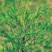 Ambra (Artemisia abrotanum)