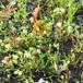Kødet Hindeknæ (Spergularia salina)