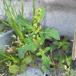 Blågrøn Gåsefod (Chenopodium glaucum)