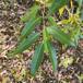 Skør-Pil (Salix fragilis)
