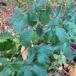 Børstehåret Brombær (Rubus radula)