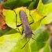 Hvepsetæge (Alydus calcaratus)