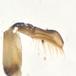 Sortbenet Bugsvømmer (Callicorixa praeusta)