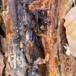 Stribet bænkebider (Trachelipus rathkii)