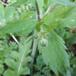 Uldhåret Ranunkel (Ranunculus lanuginosus)