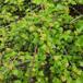 Fjeld-Ribs (Ribes alpinum)