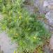 Skive-Kamille (Matricaria matricarioides)