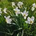 Ægte Pinselilje (Narcissus poeticus)