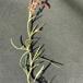 Finbladet Rødknæ (Rumex acetosella ssp. tenuifolius)
