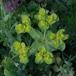 Skærm-Vortemælk (Euphorbia helioscopia)