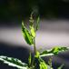 Bidende Pileurt (Persicaria hydropiper)