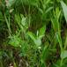 Tadder-Vikke (Vicia tetrasperma)