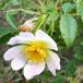 Glat Hunde-Rose (Rosa canina ssp. canina)