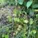 Spiselig Vinterportulak (Claytonia perfoliata)