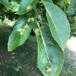 Valnødgalmide (Aceria erinea)