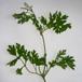 Fliget Svaleurt (Chelidonium majus var. laciniatum)
