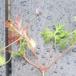 Storbægret Storkenæb (Geranium columbinum)
