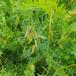 Langklaset Vikke (Vicia tenuifolia)