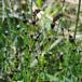 Liden Padderok (Equisetum variegatum)