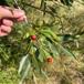 Pommersk Dug-Pil (Salix daphnoides ssp. daphnoides)
