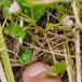 Liden Storkenæb (Geranium pusillum)