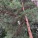Almindelig Skov-Fyr (Pinus sylvestris ssp. sylvestris)