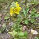 Filtbladet Kongelys (Verbascum thapsus)