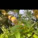 Almindelig Skjolddrager (Scutellaria galericulata)