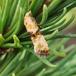 Overdrevsblomstervikler (Eupoecilia angustana)