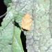 Lædergul Frugtbladvikler (Pandemis cerasana)