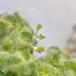 Stilkblomstret Gåsefod (Chenopodium pedunculare)
