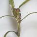 Vandkrans (Zannichellia palustris)
