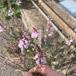 Purpur-Torskemund (Linaria purpurea)