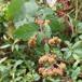Armensk Brombær (Rubus armeniacus)
