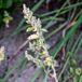 Gåsefod sp. (Chenopodium sp.)