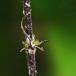 Almindelig Gåsemad (Arabidopsis thaliana)