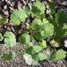 Rundbladet Storkenæb (Geranium rotundifolium)