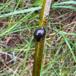Almindelig Mosesnegl (Ampullaceana balthica)