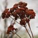 Almindelig Røllike f. rosea (Achillea millefolium f. rosea)