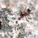 Brun Slavemyre (Formica cunicularia)