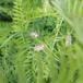 Langklaset Vikke (Vicia tenuifolia)