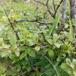 Vrietorn (Rhamnus cathartica)