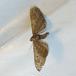 Malurtdværgmåler (Eupithecia innotata)