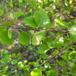 Dun-Birk (Betula pubescens)