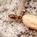 Sandjordsmyre (Lasius psammophilus)