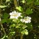 Kvalkved (Viburnum opulus)
