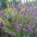 Ægte Lavendel (Lavandula angustifolia)