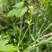 Sump-Snerre (Galium uliginosum)