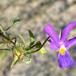 Klit-Stedmoderblomst (Viola tricolor ssp. curtisii)