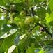 Bær-Æble (Malus baccata)